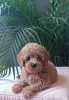 Mini female poodle