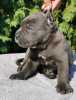 CANE CORSO puppies