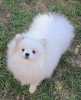 Beautiful Pomeranians BOO