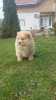 Chow chow Chow chow Puppies