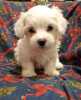 Coton de Tulear puppies for sale