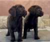 Chocolate and black Labrador Retriever puppies