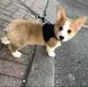 K dispozici štěně Welsh Corgi Pembroke