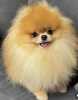 Purebred Pomeranians of the teddy bear type