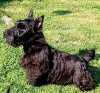 Scottish terrier puppies for sale..