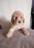 Miniature Poodles for sale
