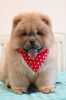 Chow Chow Chow Chow Chow Chow