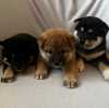 štěňátka Shiba inu