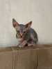 Kanadský sphynx koťátka