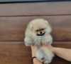 A beautiful bearish Pomeranian puppy