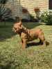 French Bulldog Od kuce don