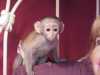 Prodám Kapucínský opice