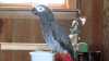 Žako Africké šedé papoušci