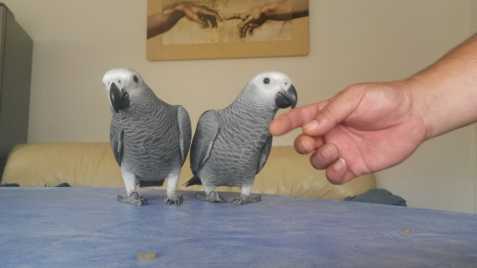 papouška Žako i