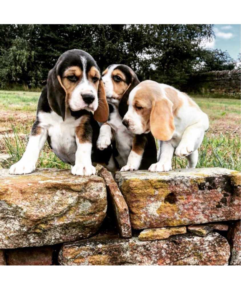 Tri štěňátka beagle štěňata