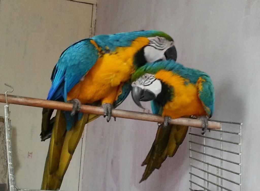 Prodám Ara Ararauna papoušci