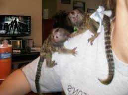 Baby opice kosatce pro přijetí.