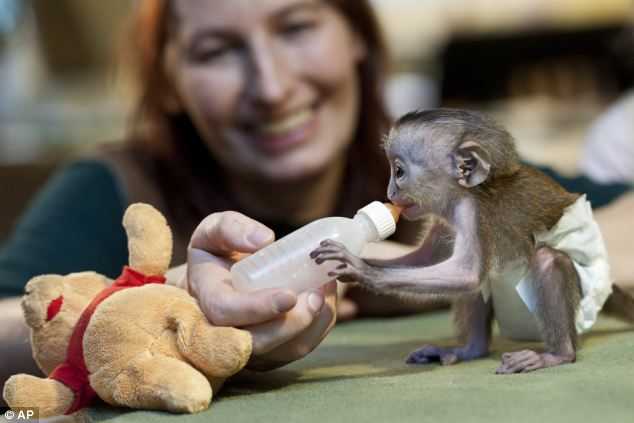Kapucínský opice pro prodej