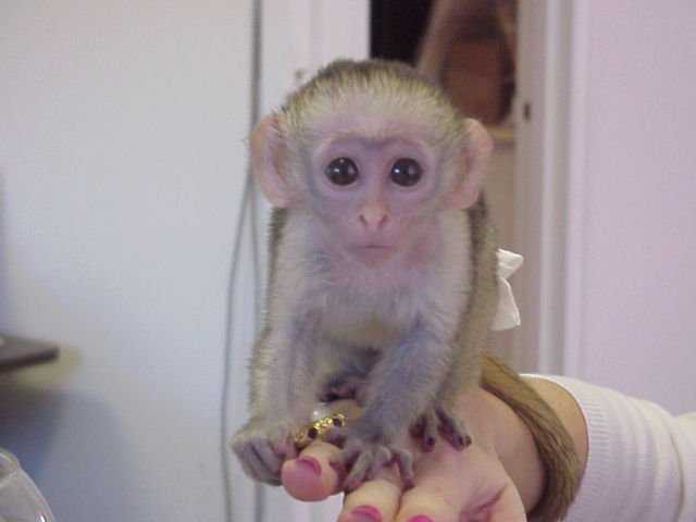 Krásné kapucínské opice na prodej