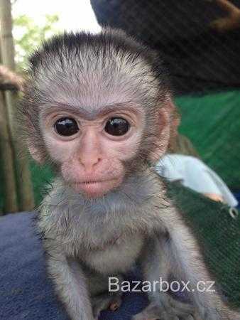 zdravé a socializované dětské kapucínské opice na