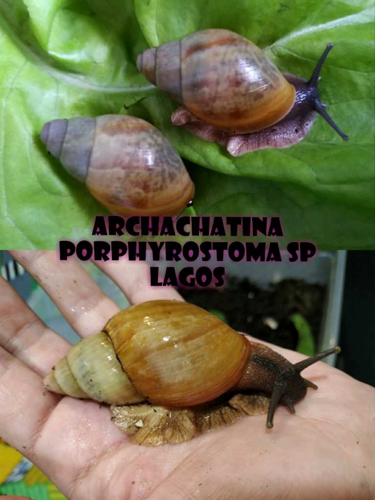 Afr. šneci PORPHYROSTOMA