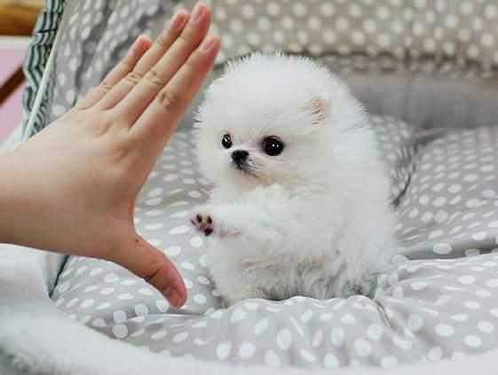 Mini Pomeranian štěňátka s PP