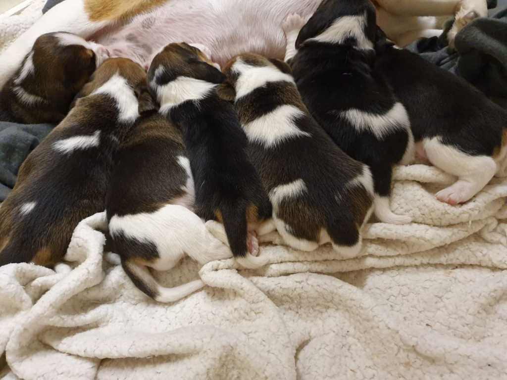 Mužské a ženské beagelské puyppies pro adopci.