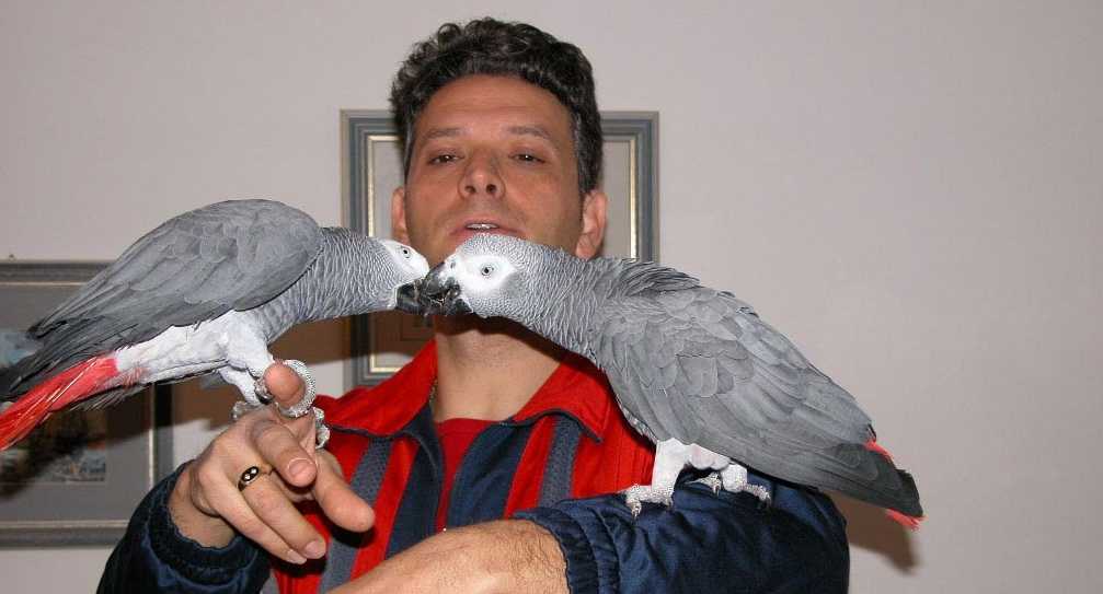 Mluvící africké šedé papoušky na prodej