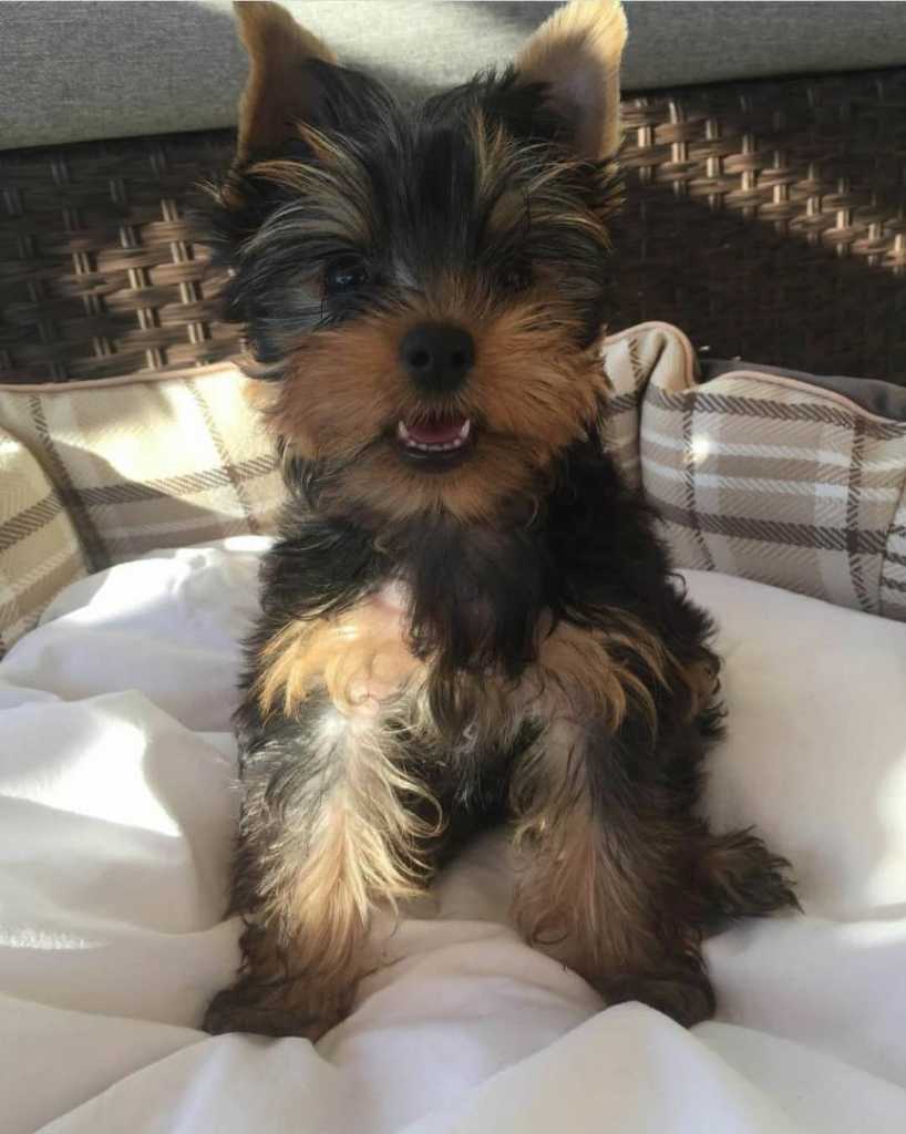 Yorkshire terriers s PP (FCI).