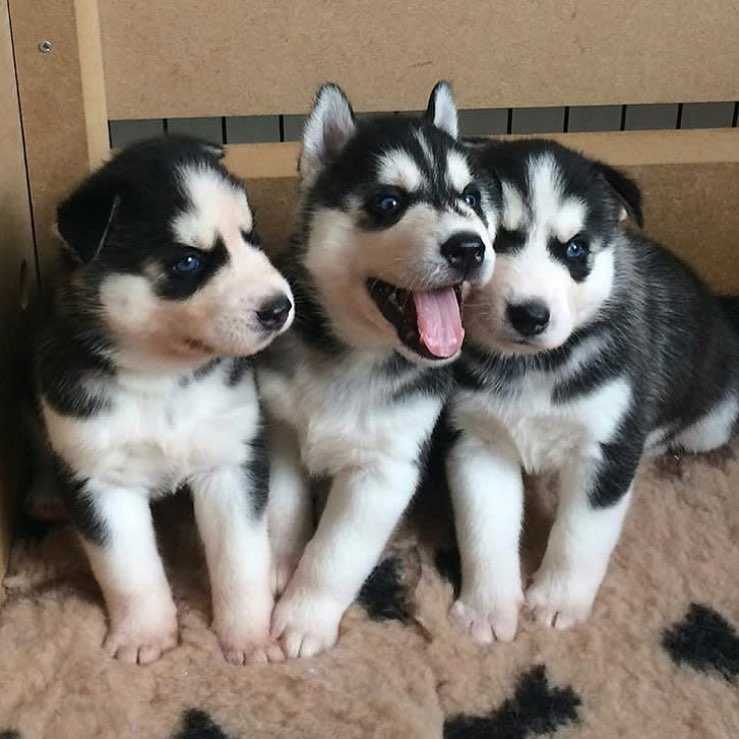 Cute and Adorable Siberian Husky puppies for sale