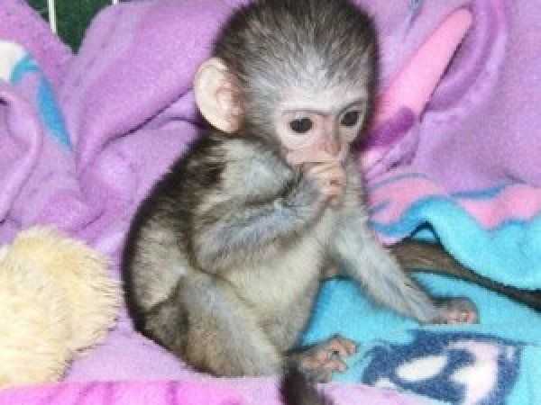 přátelské opice kapucínů na prodej
