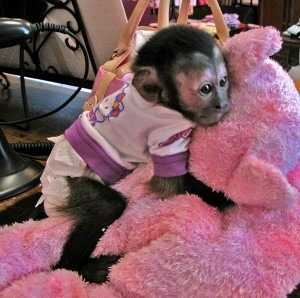 Predáva sa 9 týždňov staré kapucínske opice
