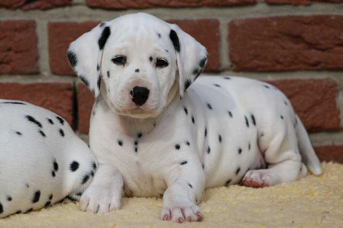 přátelské dalmatské štěně k dispozici k adopci