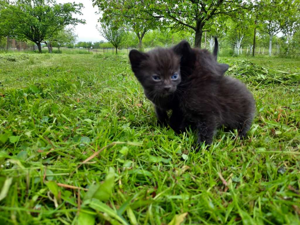 Daruji 2 černá koťátka