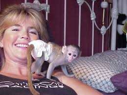 Predáva sa 9 týždňov staré kapucínske opice,=
