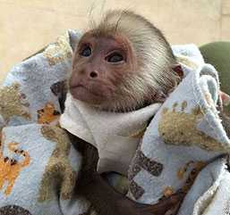 Predáva sa 9 týždňov staré kapucínske opice=.