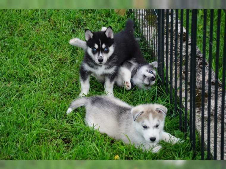 Milující čistokrevná štěňata sibiřského huskyho be