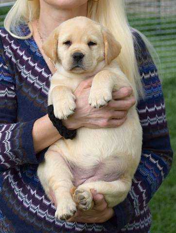 Štěňátka labradorského retrívra