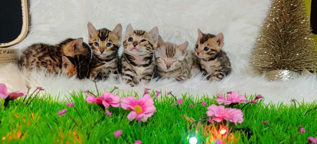 Bengálská kočka - Bengálská koťata