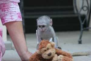Cvičené kapucínské opice