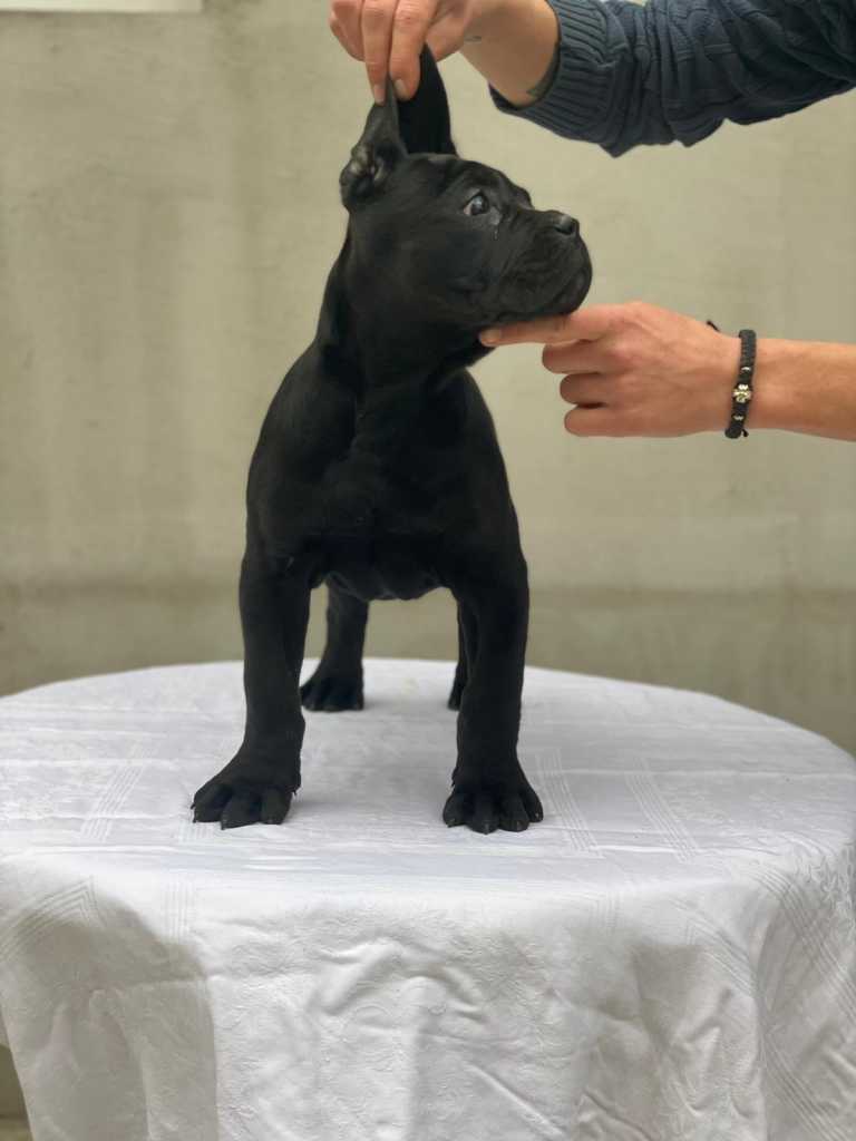 Cane Corso