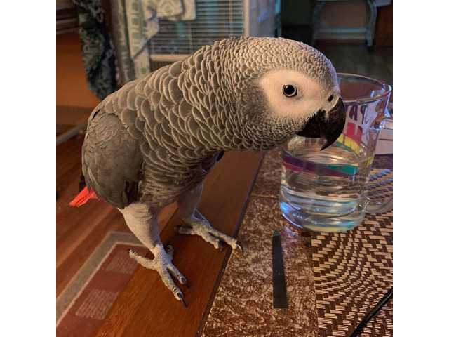 Charlie africký papoušek šedý velmi milující a přá
