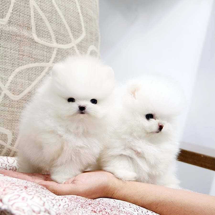 Rozkošné krémově bílé štěně pomeraniana