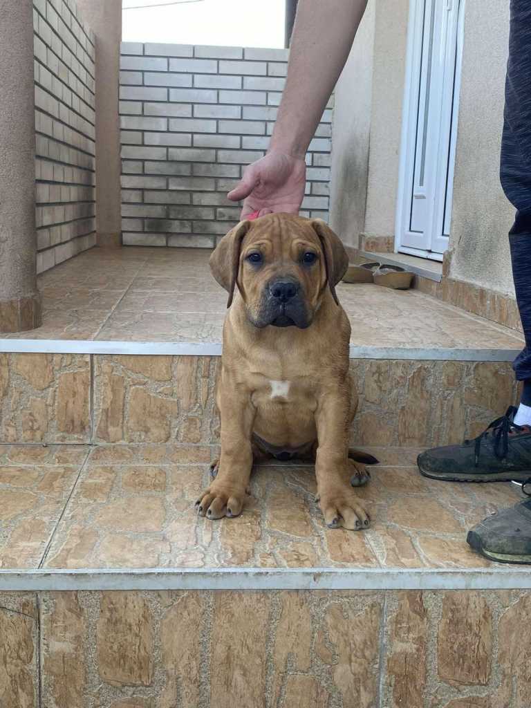 Jihoafrický mastin - Boerboel