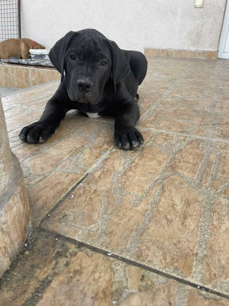 Africký boerboel