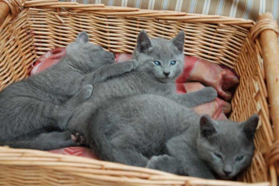 Ruská modrá koťátka Tica Active