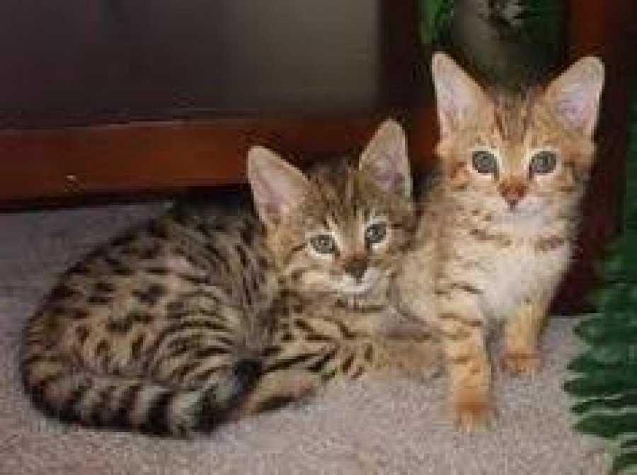 Doma chovaná servalská koťata