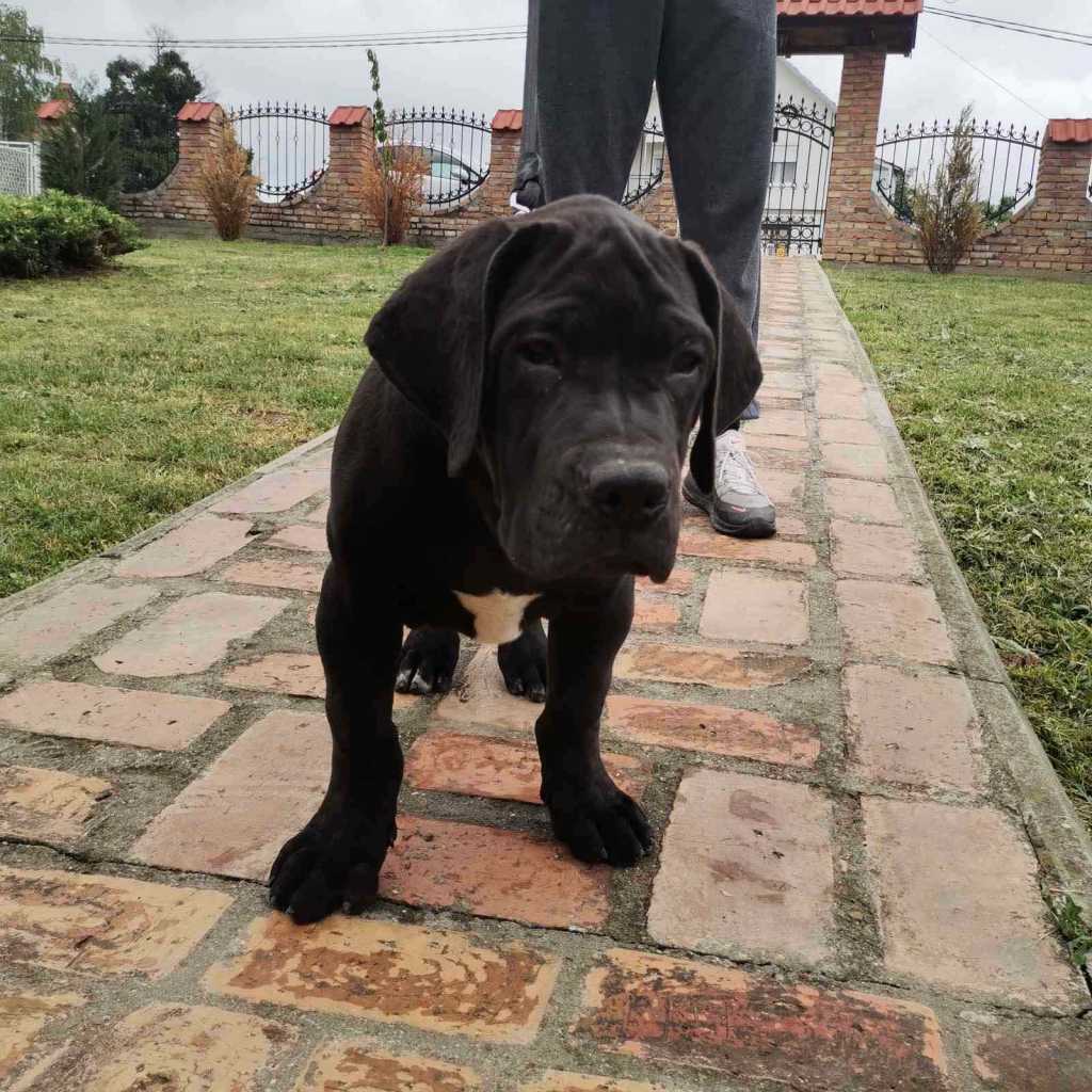 Africký boerboel