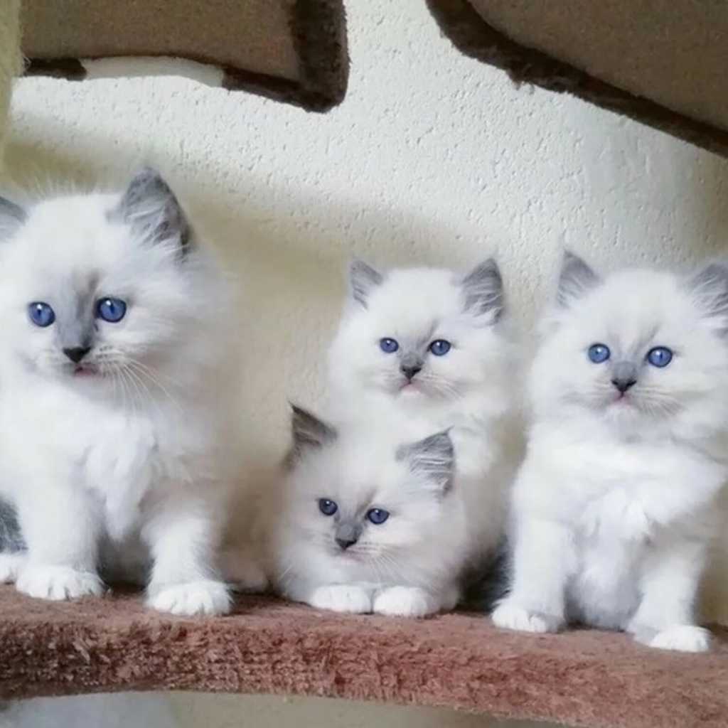Krásná rodokmenová koťátka Ragdoll, 4 dívky a 2 kl