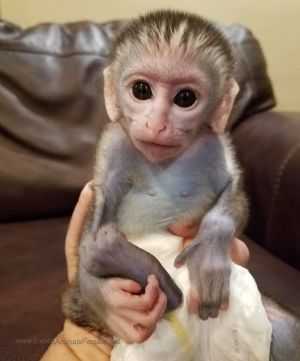 zdarma bílá tvář dítě kapucín opice